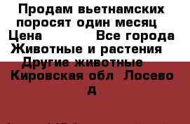 Продам вьетнамских поросят,один месяц › Цена ­ 3 000 - Все города Животные и растения » Другие животные   . Кировская обл.,Лосево д.